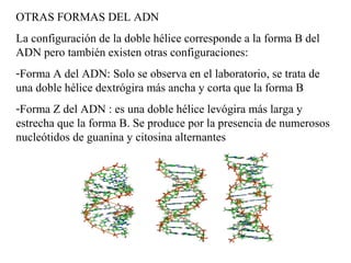 OTRAS FORMAS DEL ADN
La configuración de la doble hélice corresponde a la forma B del
ADN pero también existen otras configuraciones:
-Forma A del ADN: Solo se observa en el laboratorio, se trata de
una doble hélice dextrógira más ancha y corta que la forma B
-Forma Z del ADN : es una doble hélice levógira más larga y
estrecha que la forma B. Se produce por la presencia de numerosos
nucleótidos de guanina y citosina alternantes
 