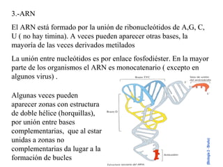 3.-ARN
El ARN está formado por la unión de ribonucleótidos de A,G, C,
U ( no hay timina). A veces pueden aparecer otras bases, la
mayoría de las veces derivados metilados
La unión entre nucleótidos es por enlace fosfodiéster. En la mayor
parte de los organismos el ARN es monocatenario ( excepto en
algunos virus) .
Algunas veces pueden
aparecer zonas con estructura
de doble hélice (horquillas),
por unión entre bases
complementarias, que al estar
unidas a zonas no
complementarias da lugar a la
formación de bucles
 