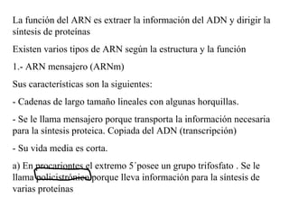 La función del ARN es extraer la información del ADN y dirigir la
síntesis de proteínas
Existen varios tipos de ARN según la estructura y la función
1.- ARN mensajero (ARNm)
Sus características son la siguientes:
- Cadenas de largo tamaño lineales con algunas horquillas.
- Se le llama mensajero porque transporta la información necesaria
para la síntesis proteica. Copiada del ADN (transcripción)
- Su vida media es corta.
a) En procariontes el extremo 5´posee un grupo trifosfato . Se le
llama policistrónico porque lleva información para la síntesis de
varias proteínas
 