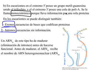b) En eucariontes en el extremo 5´posee un grupo metil-guanosina
unido al trifosfato, y el el extremo 3´posee una cola de poli-A. Se le
llama monocistrónico porque lleva información par una sola proteína
En los eucariontes se puede distinguir también:
- Exones, secuencias de bases que codifican proteinas
- Intrones, secuencias sin información.
Un ARNm
de este tipo ha de madurar
(eliminación de intrones) antes de hacerse
funcional. Antes de madurar, el ARNm
recibe
el nombre de ARN heterogeneonuclear (ARNhn
 