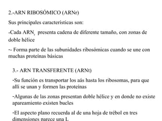 2.-ARN RIBOSÓMICO (ARNr)
Sus principales características son:
-Cada ARNr
presenta cadena de diferente tamaño, con zonas de
doble hélice
-- Forma parte de las subunidades ribosómicas cuando se une con
muchas proteínas básicas
3.- ARN TRANSFERENTE (ARNt)
-Su función es transportar los aás hasta los ribosomas, para que
allí se unan y formen las proteínas
-Algunas de las zonas presentan doble hélice y en donde no existe
apareamiento existen bucles
-El aspecto plano recuerda al de una hoja de trébol en tres
dimensiones parece una L
 