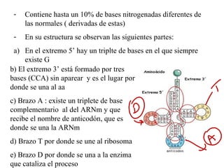 - Contiene hasta un 10% de bases nitrogenadas diferentes de
las normales ( derivadas de estas)
- En su estructura se observan las siguientes partes:
a) En el extremo 5’ hay un triplte de bases en el que siempre
existe G
b) El extremo 3’ está formado por tres
bases (CCA) sin aparear y es el lugar por
donde se una al aa
c) Brazo A : existe un triplete de base
complementario al del ARNm y que
recibe el nombre de anticodón, que es
donde se una la ARNm
d) Brazo T por donde se une al ribosoma
e) Brazo D por donde se una a la enzima
que cataliza el proceso
 