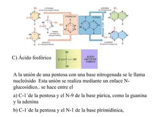 C) Ácido fosfórico
A la unión de una pentosa con una base nitrogenada se le llama
nucleósido Esta unión se realiza mediante un enlace N-
glucosídico.. se hace entre el
a) C-1´de la pentosa y el N-9 de la base púrica, como la guanina
y la adenina
b) C-1´de la pentosa y el N-1 de la base pìrimidínica,
 