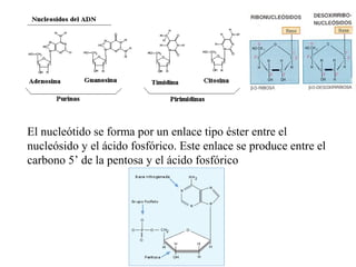 El nucleótido se forma por un enlace tipo éster entre el
nucleósido y el ácido fosfórico. Este enlace se produce entre el
carbono 5’ de la pentosa y el ácido fosfórico
 