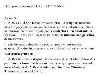 Dos tipos de ácidos nucleicos: ADN Y ARN
2.- ADN
El ADN es el Ácido DesoxirriboNucleico. Es el tipo de molécula
más compleja que se conoce. Su secuencia de nucleótidos contiene
la información necesaria para poder controlar el metabolismo un
ser vivo. El ADN es el lugar donde reside la información genética
de un ser vivo.
El estudio de su estructura se puede hacer a varios niveles,
apareciendo estructuras,primaria, secundaria, terciaria y cuaternaria.
Estructura primaria
El ADN está compuesto por una secuencia de nucleótidos formados
por desoxirribosa. Las bases nitrogenadas que aparecen formando
los nucleótidos de ADN son Adenina, Guanina, Citosina y
Timina. No aparece Uracilo.
 