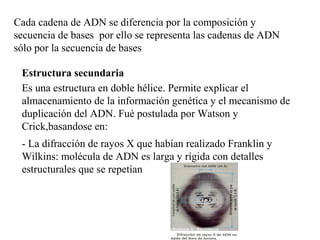 Cada cadena de ADN se diferencia por la composición y
secuencia de bases por ello se representa las cadenas de ADN
sólo por la secuencia de bases
Estructura secundaria
Es una estructura en doble hélice. Permite explicar el
almacenamiento de la información genética y el mecanismo de
duplicación del ADN. Fué postulada por Watson y
Crick,basandose en:
- La difracción de rayos X que habían realizado Franklin y
Wilkins: molécula de ADN es larga y rígida con detalles
estructurales que se repetían
 