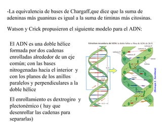 -La equivalencia de bases de Chargaff,que dice que la suma de
adeninas más guaninas es igual a la suma de timinas más citosinas.
Watson y Crick propusieron el siguiente modelo para el ADN:
El ADN es una doble hélice
formada por dos cadenas
enrolladas alrededor de un eje
común; con las bases
nitrogenadas hacia el interior y
con los planos de los anillos
paralelos y perpendiculares a la
doble hélice
El enrollamiento es dextrogiro y
plectonémico ( hay que
desenrollar las cadenas para
separarlas)
 