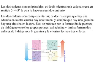 Las dos cadenas son antiparalelas, es decir mientras una cadena crece en
sentido 5’-->3’ la otra lo hace en sentido contrario
Las dos cadenas son complementarias; es decir siempre que hay una
adenina en la otra cadena hay una timina y siempre que hay una guanina
hay una citosina en la otra. Esto se produce por la formación de puentes
de hidrógeno entre los grupos polares; así adenina y timina forman dos
enlaces de hidrógeno y la guanina y la citosina forman tres enlaces
 