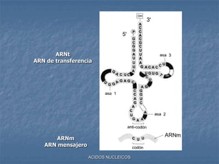 ACIDOS NUCLEICOSARNtARN de transferenciaARNmARN mensajero