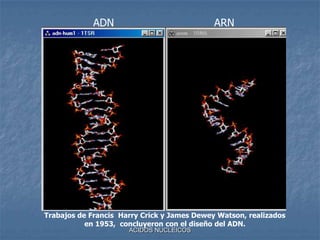 ACIDOS NUCLEICOSADNARNTrabajos de Francis  Harry Crick y James Dewey Watson, realizados en 1953,  concluyeron con el diseño del ADN. 