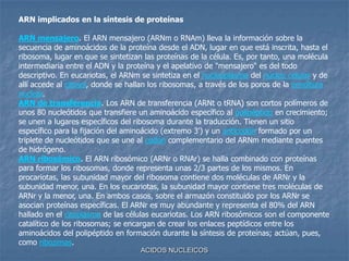 ACIDOS NUCLEICOSARN implicados en la síntesis de proteínasARN mensajero. El ARN mensajero (ARNm o RNAm) lleva la información sobre la secuencia de aminoácidos de la proteína desde el ADN, lugar en que está inscrita, hasta el ribosoma, lugar en que se sintetizan las proteínas de la célula. Es, por tanto, una molécula intermediaria entre el ADN y la proteína y el apelativo de "mensajero" es del todo descriptivo. En eucariotas, el ARNm se sintetiza en el nucleoplasma del núcleo celular y de allí accede al citosol, donde se hallan los ribosomas, a través de los poros de la envoltura nuclear. ARN de transferencia. Los ARN de transferencia (ARNt o tRNA) son cortos polímeros de unos 80 nucleótidos que transfiere un aminoácido específico al polipéptido en crecimiento; se unen a lugares específicos del ribosoma durante la traducción. Tienen un sitio específico para la fijación del aminoácido (extremo 3') y un anticodón formado por un triplete de nucleótidos que se une al codón complementario del ARNm mediante puentes de hidrógeno.ARN ribosómico. El ARN ribosómico (ARNr o RNAr) se halla combinado con proteínas para formar los ribosomas, donde representa unas 2/3 partes de los mismos. En procariotas, las subunidad mayor del ribosoma contiene dos moléculas de ARNr y la subunidad menor, una. En los eucariotas, la subunidad mayor contiene tres moléculas de ARNr y la menor, una. En ambos casos, sobre el armazón constituido por los ARNr se asocian proteínas específicas. El ARNr es muy abundante y representa el 80% del ARN hallado en el citoplasma de las células eucariotas. Los ARN ribosómicos son el componente catalítico de los ribosomas; se encargan de crear los enlaces peptídicos entre los aminoácidos del polipéptido en formación durante la síntesis de proteínas; actúan, pues, como ribozimas. 