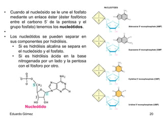 •

•
•

Cuando al nucleósido se le une el fosfato
mediante un enlace éster (éster fosfórico
entre el carbono 5’ de la pentosa y el
grupo fosfato) tenemos los nucleótidos.
Los nucleótidos se pueden separar en
sus componentes por hidrólisis.
• Si es hidrólisis alcalina se separa en
el nucleósido y el fosfato.
• Si es hidrólisis ácida en la base
nitrogenada por un lado y la pentosa
con el fósforo por otro.

Nucleótido
Eduardo Gómez

20

 