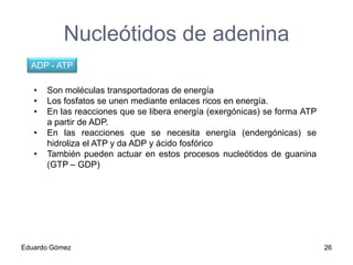 Nucleótidos de adenina
ADP - ATP
•
•
•
•
•

Son moléculas transportadoras de energía
Los fosfatos se unen mediante enlaces ricos en energía.
En las reacciones que se libera energía (exergónicas) se forma ATP
a partir de ADP.
En las reacciones que se necesita energía (endergónicas) se
hidroliza el ATP y da ADP y ácido fosfórico
También pueden actuar en estos procesos nucleótidos de guanina
(GTP – GDP)

Eduardo Gómez

26

 