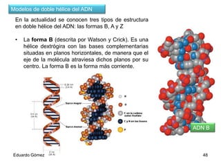 Modelos de doble hélice del ADN
En la actualidad se conocen tres tipos de estructura
en doble hélice del ADN: las formas B, A y Z
•

La forma B (descrita por Watson y Crick). Es una
hélice dextrógira con las bases complementarias
situadas en planos horizontales, de manera que el
eje de la molécula atraviesa dichos planos por su
centro. La forma B es la forma más corriente.

ADN B

Eduardo Gómez

48

 