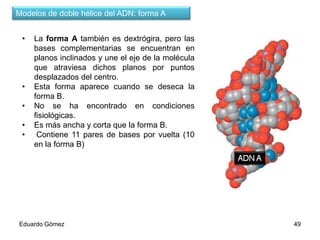 Modelos de doble hélice del ADN: forma A
•

•
•
•
•

La forma A también es dextrógira, pero las
bases complementarias se encuentran en
planos inclinados y une el eje de la molécula
que atraviesa dichos planos por puntos
desplazados del centro.
Esta forma aparece cuando se deseca la
forma B.
No se ha encontrado en condiciones
fisiológicas.
Es más ancha y corta que la forma B.
Contiene 11 pares de bases por vuelta (10
en la forma B)

Eduardo Gómez

49

 