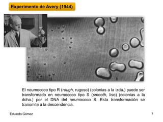 Experimento de Avery (1944)

El neumococo tipo R (rough, rugoso) (colonias a la izda.) puede ser
transformado en neumococo tipo S (smooth, liso) (colonias a la
dcha.) por el DNA del neumococo S. Esta transformación se
transmite a la descendencia.
Eduardo Gómez

7

 