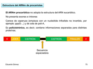 Estructura del ARNm de procariotas
El ARNm procariótico no adopta la estructura del ARN eucariótico.
No presenta exones e intrones
Carece de caperuza (empieza con un nucleótido trifosfato no invertido, por
ejemplo: pppG-...) y de cola de poli-A,

Es policistrónico, es decir, contiene informaciones separadas para distintas
proteínas.

5’

LIDER

CISTRÓN

CISTRÓN

TRAILER

3’

Secuencia
espaciadora

Eduardo Gómez

75

 