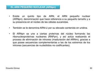 EL ARN PEQUEÑO NUCLEAR (ARNpn)

•

Existe un quinto tipo de ARN, el ARN pequeño nuclear (ARNpn),
denominación que hace referencia a su pequeño tamaño y a su
presencia en el núcleo de las células eucariotas.

•

También se le denomina ARN-U por su elevado contenido en uridina.

•

El ARNpn se une a ciertas proteínas del núcleo formando las
ribonucleoproteínas nucleares (RNPpn), y así actúa realizando el
proceso de eliminación de intrones (maduración del ARNm), gracias a
que posee secuencias complementarias a las de los extremos de los
intrones (secuencias de nucleótidos no codificantes).

Eduardo Gómez

80

 