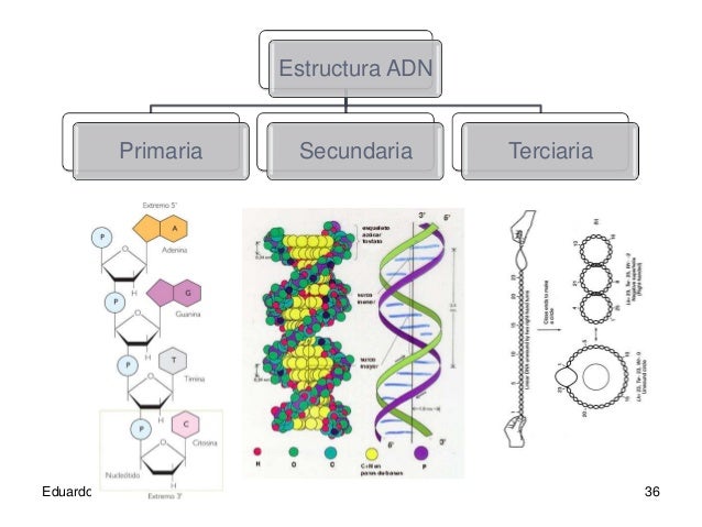 Acidos nucleicos