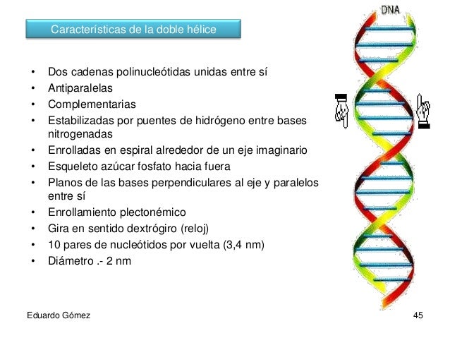 Acidos nucleicos
