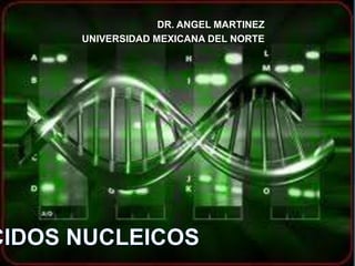 DR. ANGEL MARTINEZ UNIVERSIDAD MEXICANA DEL NORTE ACIDOS NUCLEICOS 
