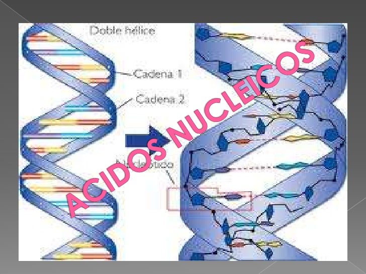 Acidos nucleicos
