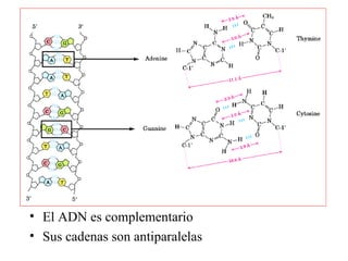 Acidos nucleicos | PPT