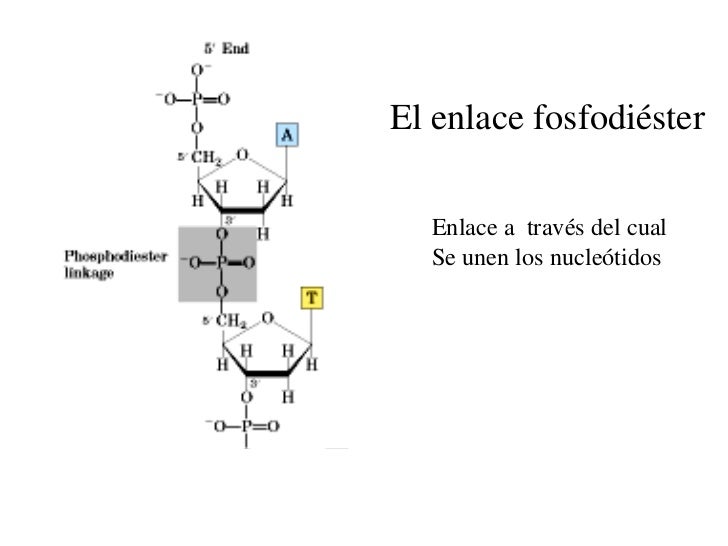 Estructura y función del ADN - Mind42