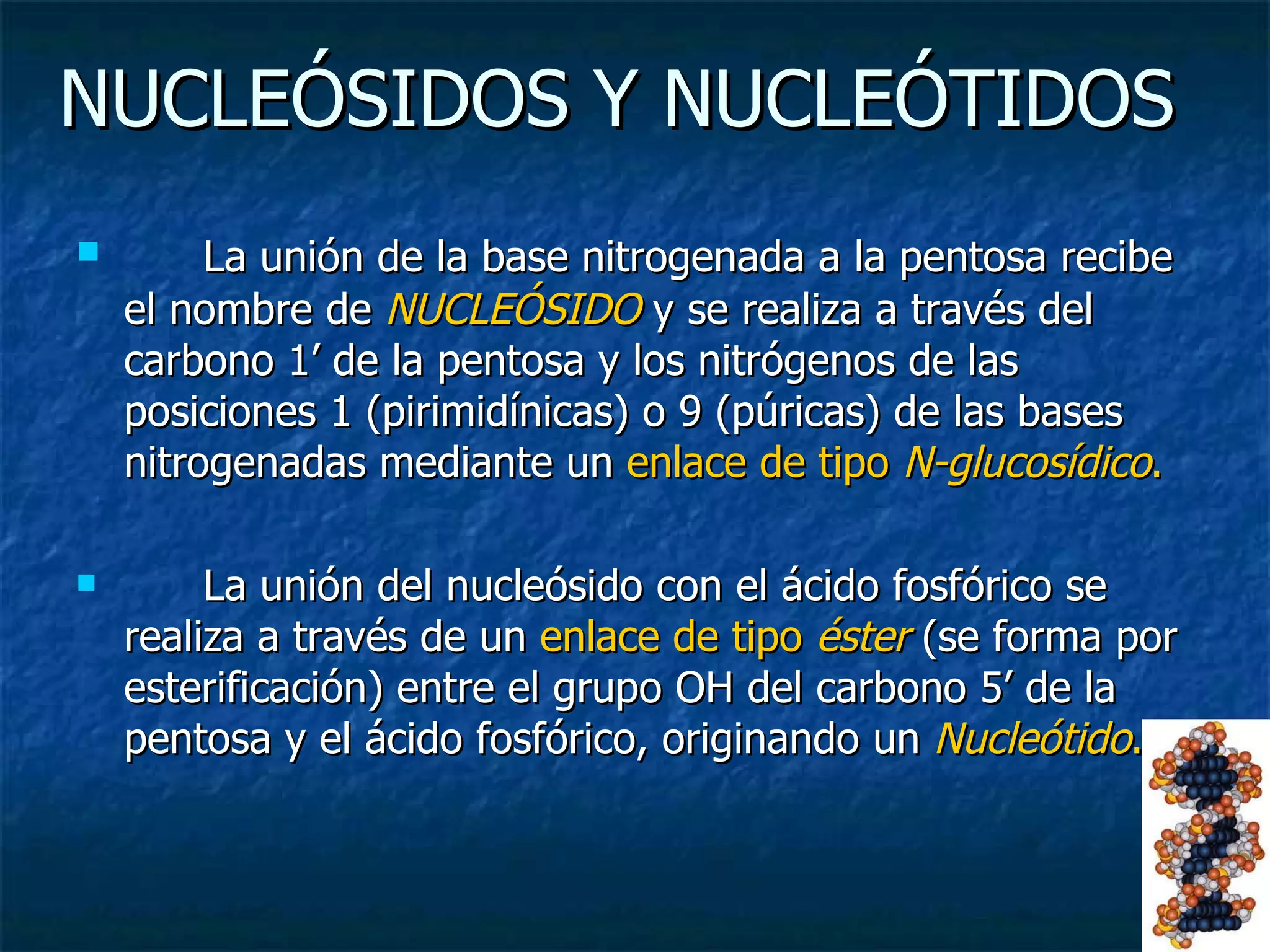 La unión de la base nitrogenada a la pentosa recibe el nombre de  NUCLEÓSIDO   y se realiza a través del carbono 1’ de la pentosa y los nitrógenos de las posiciones 1 (pirimidínicas) o 9 (púricas) de las bases nitrogenadas mediante un  enlace de tipo  N-glucosídico .  La unión del nucleósido con el ácido fosfórico se realiza a través de un  enlace de tipo  éster  (se forma por esterificación) entre el grupo OH del carbono 5’ de la pentosa y el ácido fosfórico, originando un  Nucleótido . NUCLEÓSIDOS Y NUCLEÓTIDOS  