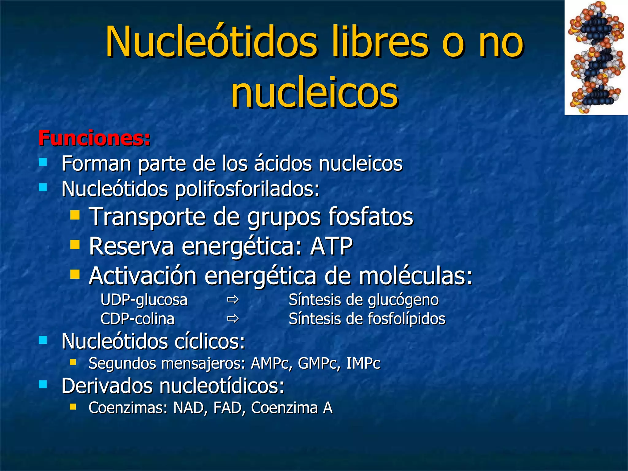 Nucleótidos libres o no nucleicos Funciones: Forman parte de los ácidos nucleicos Nucleótidos polifosforilados:  Transporte de grupos fosfatos Reserva energética: ATP Activación energética de moléculas: UDP-glucosa   Síntesis de glucógeno CDP-colina  Síntesis de fosfolípidos Nucleótidos cíclicos: Segundos mensajeros: AMPc, GMPc, IMPc Derivados nucleotídicos:  Coenzimas: NAD, FAD, Coenzima A 