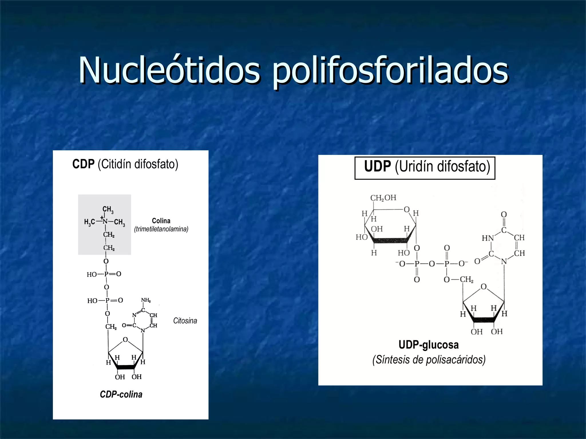 Nucleótidos polifosforilados 