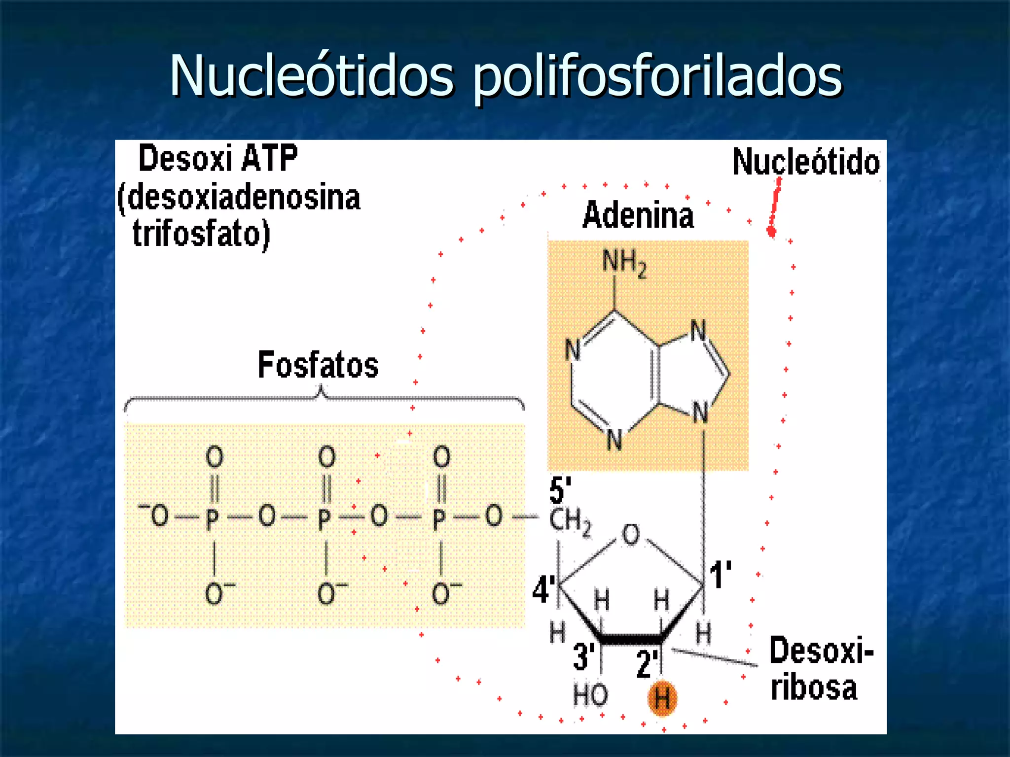 Nucleótidos polifosforilados 
