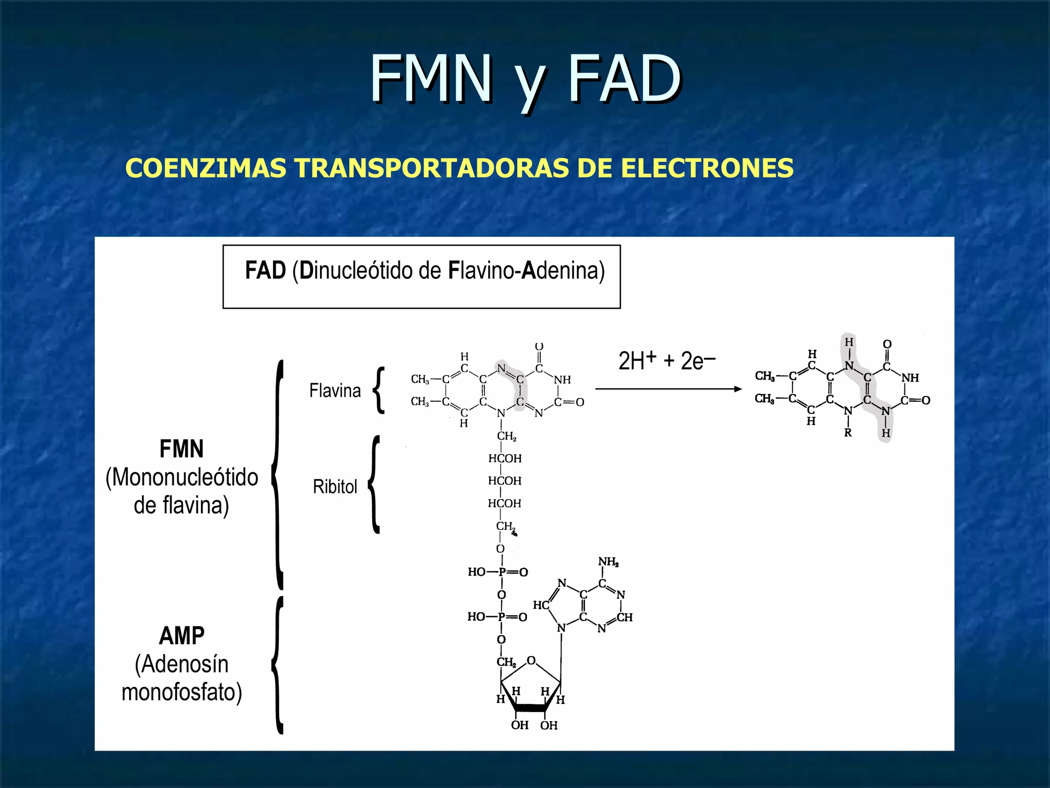 FMN y FAD COENZIMAS TRANSPORTADORAS DE ELECTRONES 