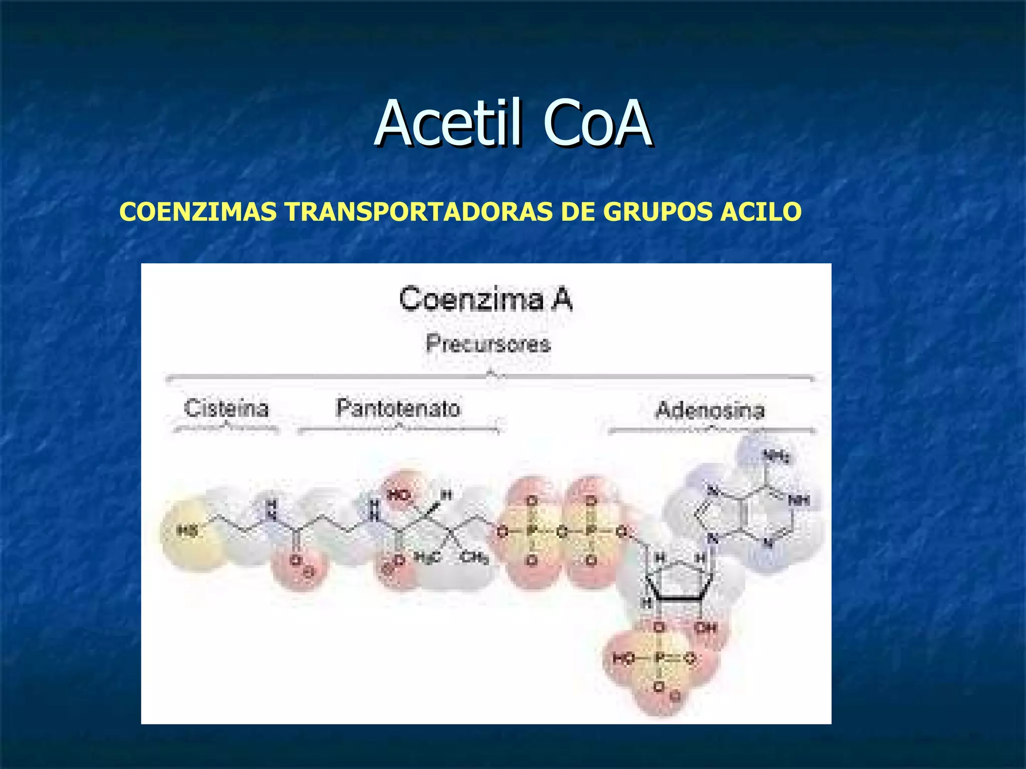 Acetil CoA COENZIMAS TRANSPORTADORAS DE GRUPOS ACILO 