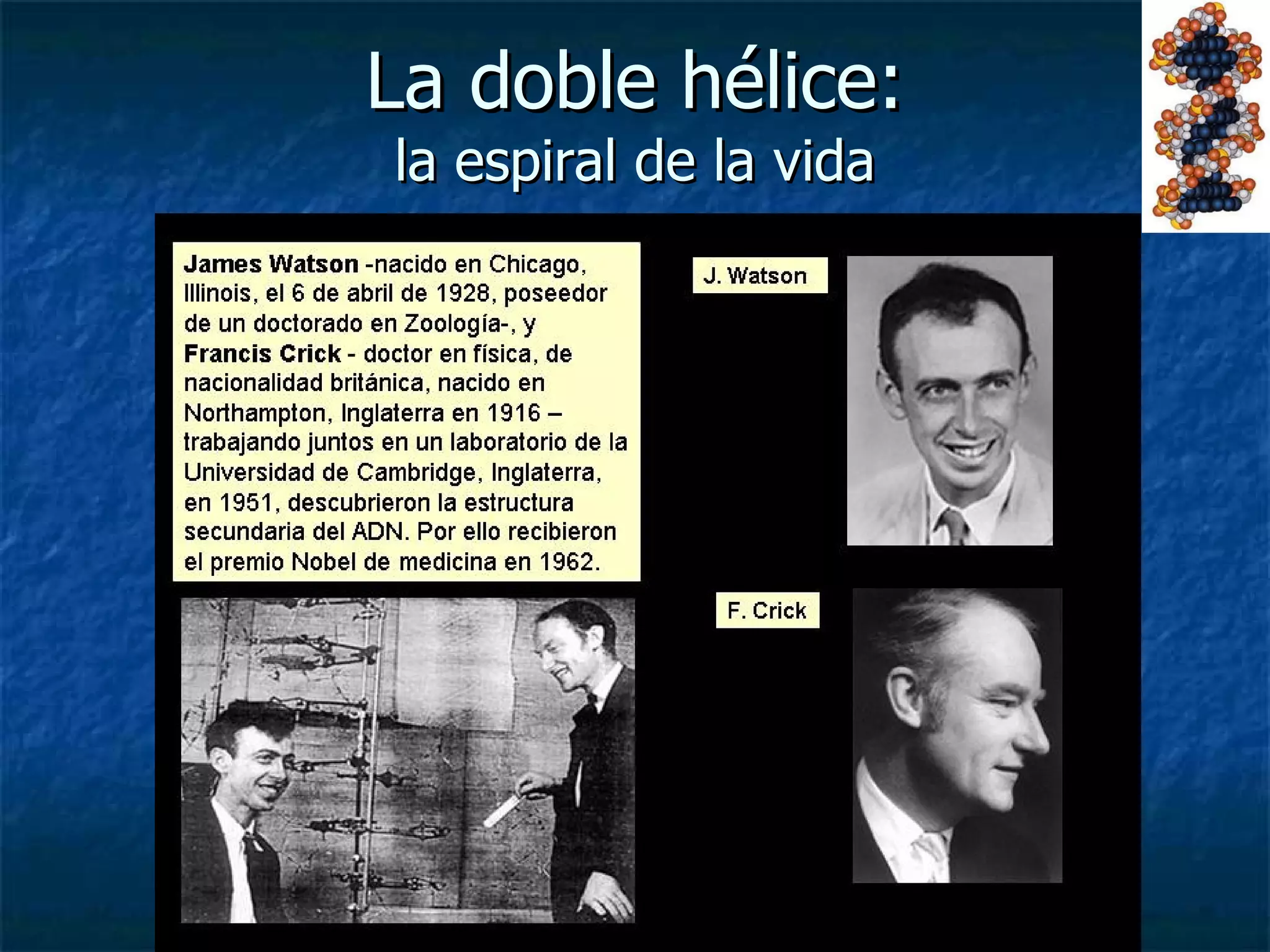 La doble hélice: la espiral de la vida 