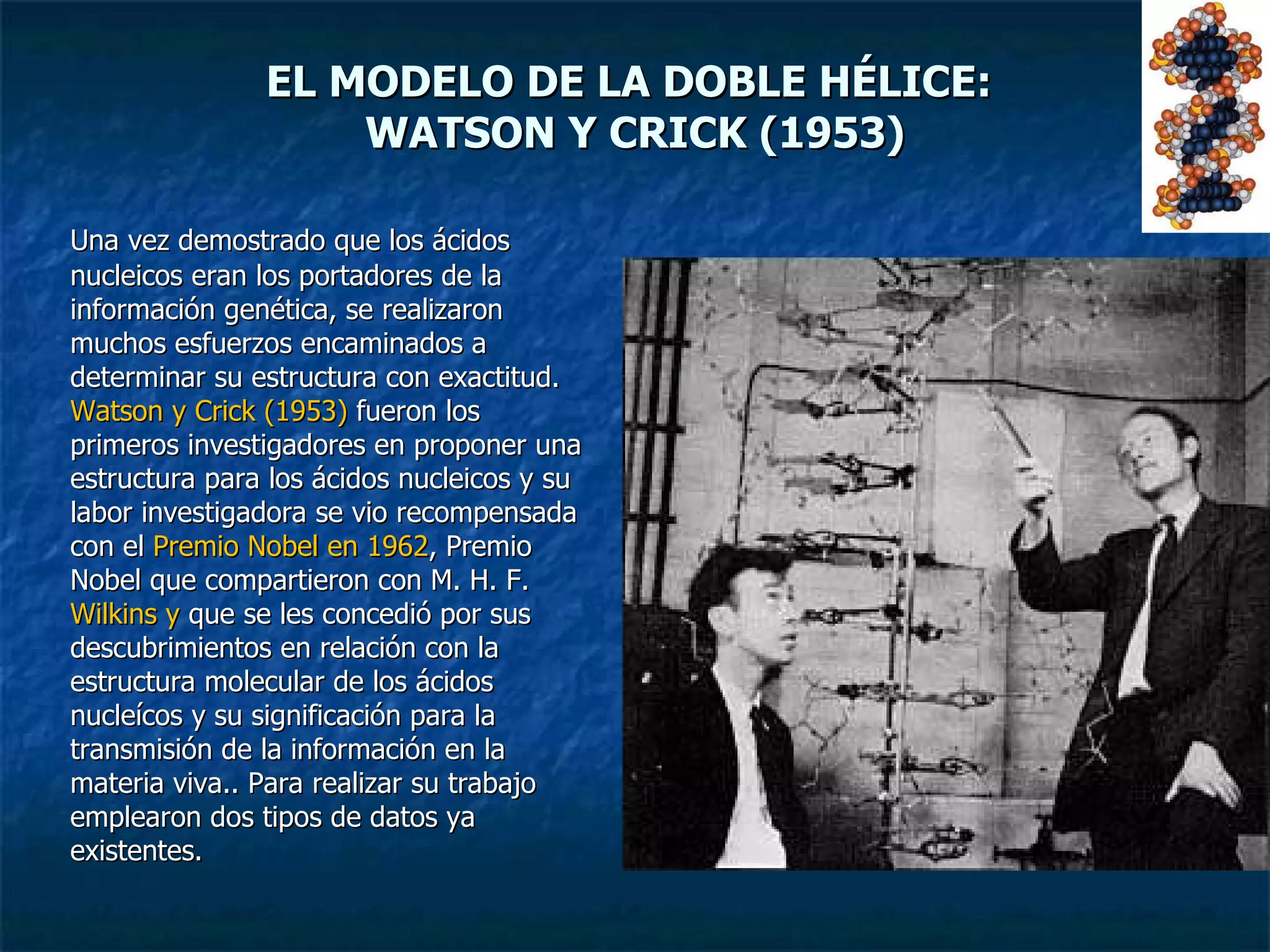 EL MODELO DE LA DOBLE HÉLICE:  WATSON Y CRICK (1953) Una vez demostrado que los ácidos nucleicos eran los portadores de la información genética, se realizaron muchos esfuerzos encaminados a determinar su estructura con exactitud.  Watson y Crick (1953)  fueron los primeros investigadores en proponer una estructura para los ácidos nucleicos y su labor investigadora se vio recompensada con el  Premio Nobel en 1962 , Premio Nobel que compartieron con M. H. F.  Wilkins y  que se les concedió por  sus descubrimientos en relación con la estructura molecular de los ácidos nucleícos y su significación para la transmisión de la información en la materia viva. . Para realizar su trabajo emplearon dos tipos de datos ya existentes.  