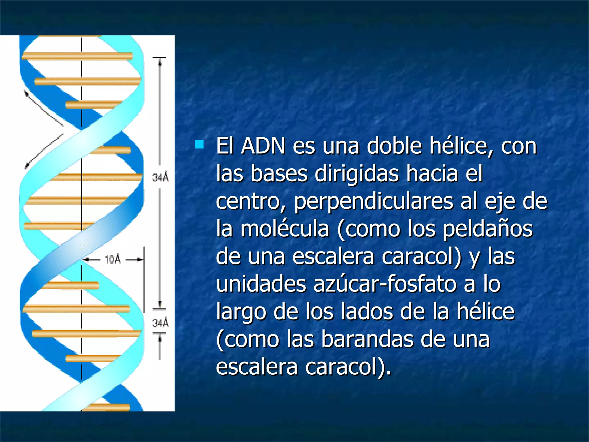 El ADN es una doble hélice, con las bases dirigidas hacia el centro, perpendiculares al eje de la molécula (como los peldaños de una escalera caracol) y las unidades azúcar-fosfato a lo largo de los lados de la hélice (como las barandas de una escalera caracol).   