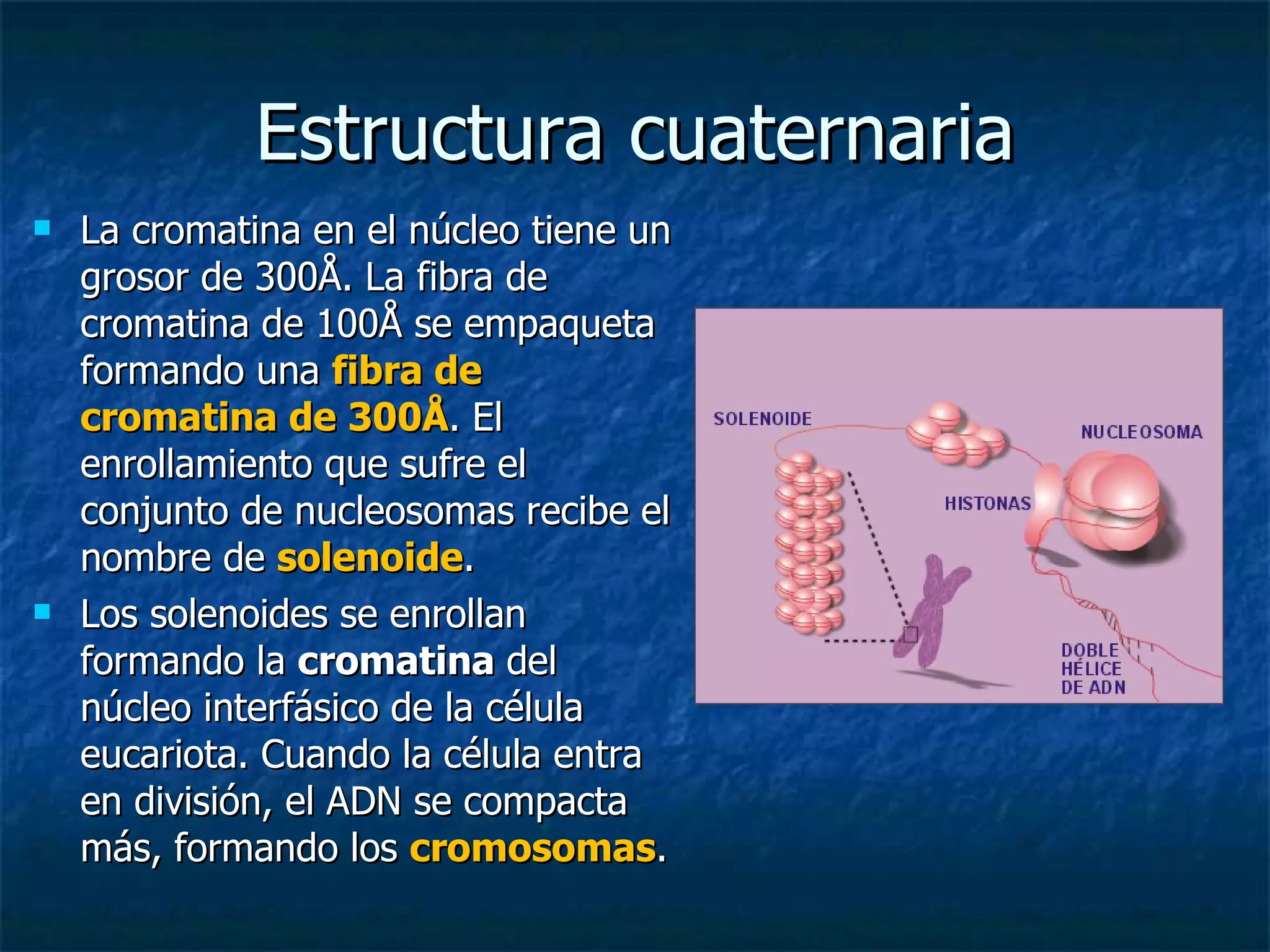 Estructura cuaternaria La cromatina en el núcleo tiene un grosor de 300Å. La fibra de cromatina de 100Å se empaqueta formando una  fibra de cromatina de 300Å . El enrollamiento que sufre el conjunto de nucleosomas recibe el nombre de  solenoide .  Los solenoides se enrollan formando la  cromatina  del núcleo interfásico de la célula eucariota. Cuando la célula entra en división, el ADN se compacta más, formando los  cromosomas . 