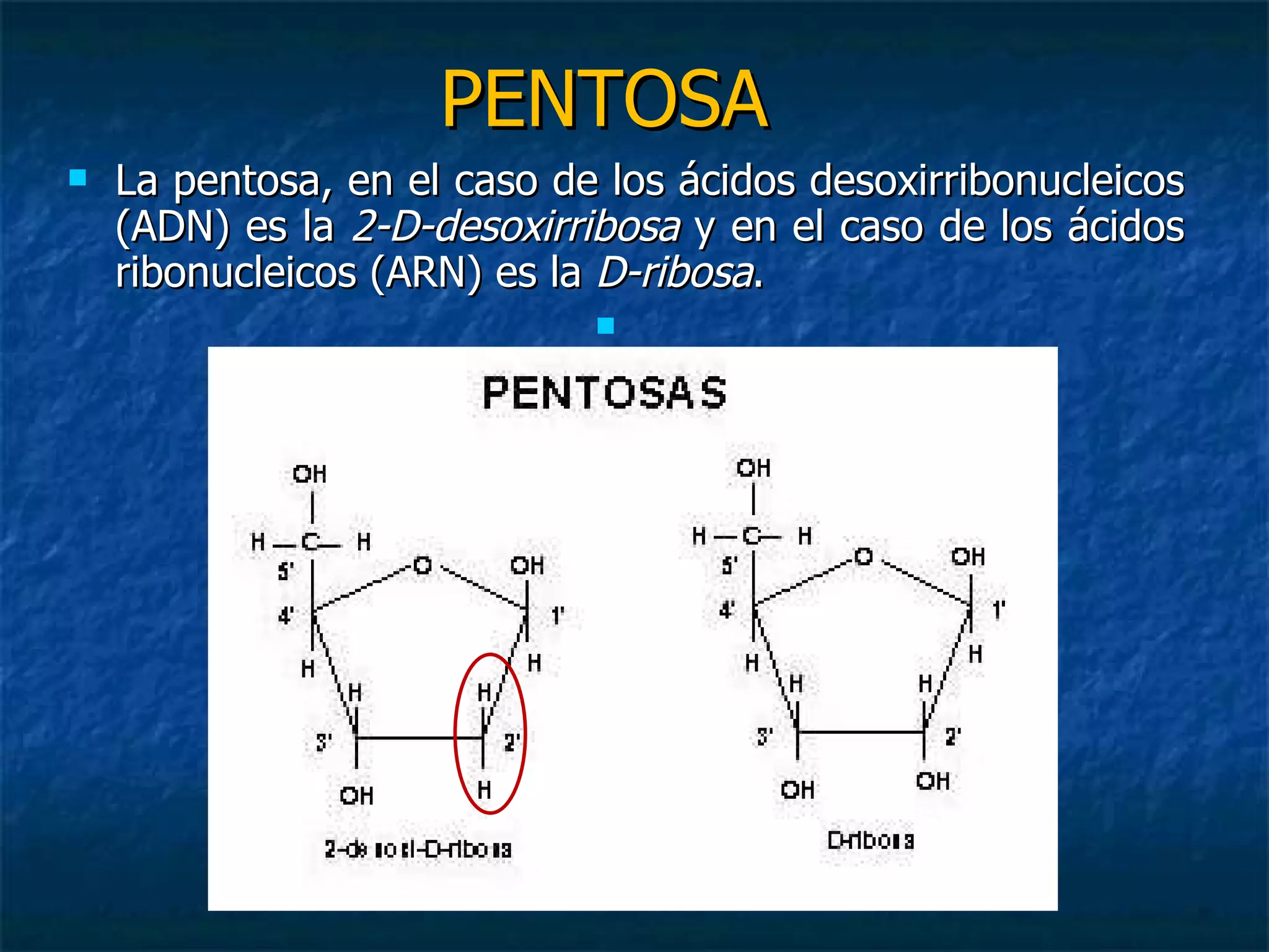 PENTOSA   La pentosa, en el caso de los ácidos desoxirribonucleicos (ADN) es la  2-D-desoxirribosa  y en el caso de los ácidos ribonucleicos (ARN) es la  D-ribosa . 