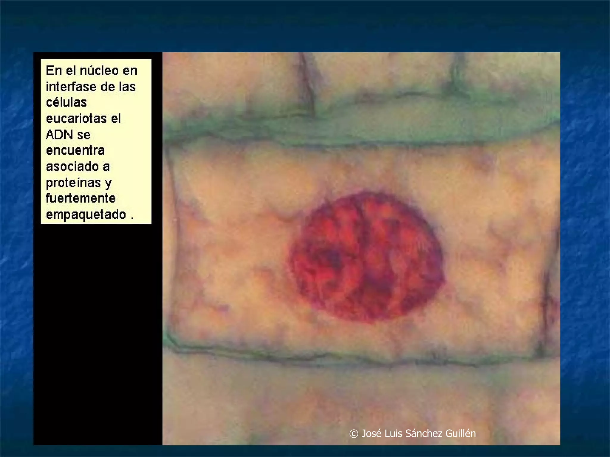 ©  José Luis Sánchez Guillén  