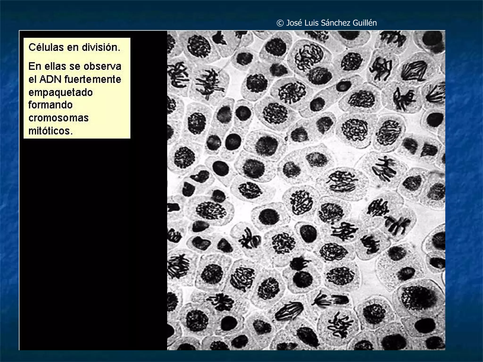 ©  José Luis Sánchez Guillén  