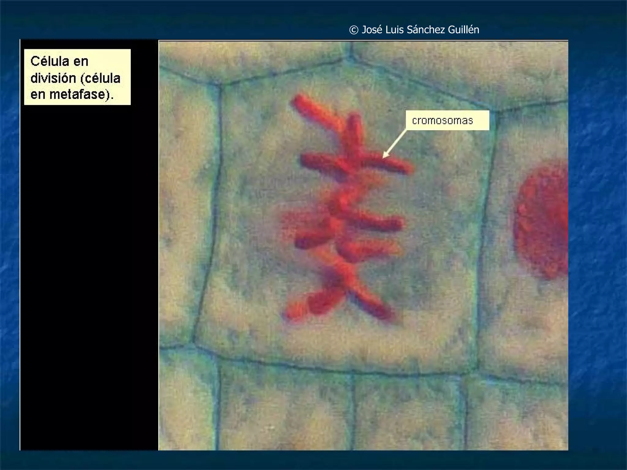 ©  José Luis Sánchez Guillén  