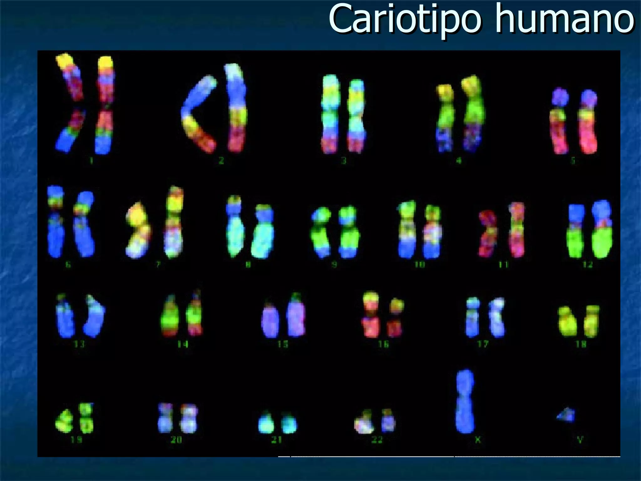 Cariotipo humano 