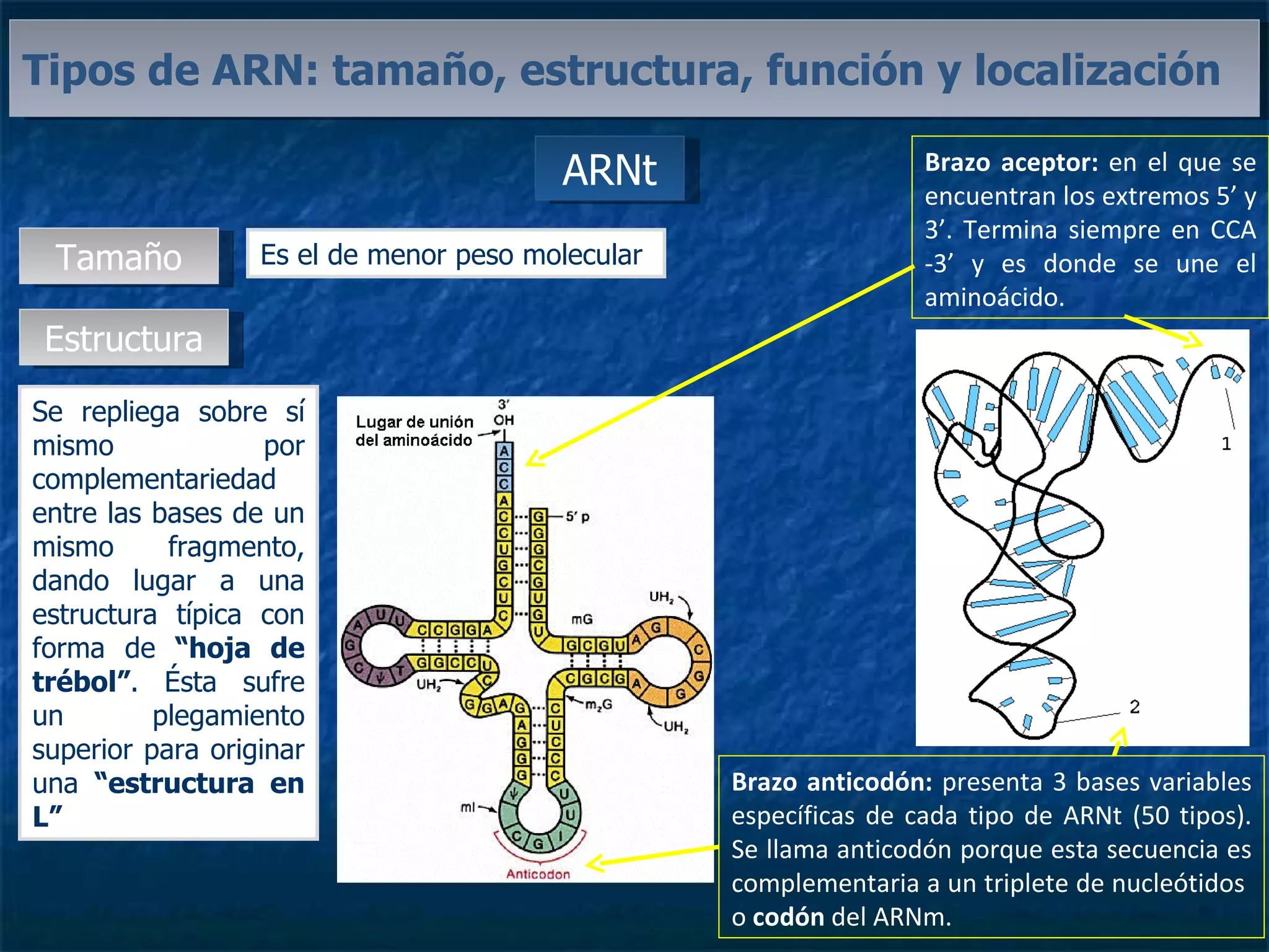 ARNt Tipos de ARN: tamaño, estructura, función y localización Tamaño Es el de menor peso molecular Estructura Se repliega sobre sí mismo por complementariedad entre las bases de un mismo fragmento, dando lugar a una estructura típica con forma de  “hoja de trébol” . Ésta sufre un plegamiento superior para originar una  “estructura en L” Brazo anticodón:  presenta 3 bases variables específicas de cada tipo de ARNt (50 tipos). Se llama anticodón porque esta secuencia es complementaria a un triplete de nucleótidos  o  codón  del ARNm. Brazo aceptor:  en el que se encuentran los extremos 5’ y 3’. Termina siempre en CCA -3’ y es donde se une el aminoácido. 