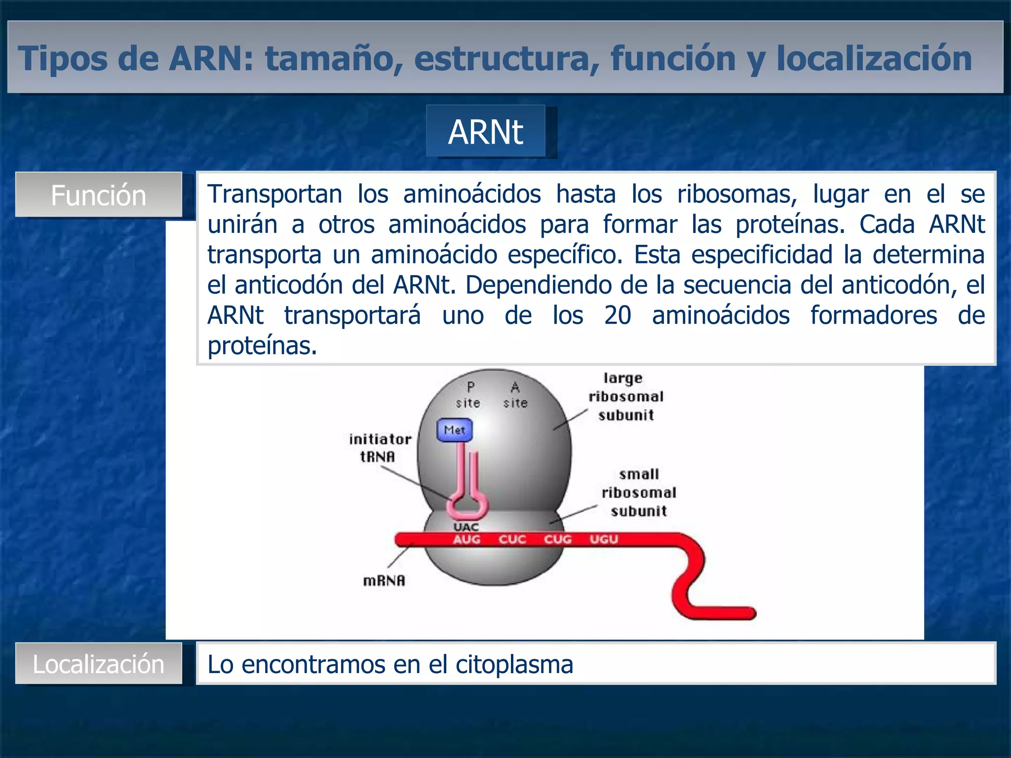 ARNt Tipos de ARN: tamaño, estructura, función y localización Función Transportan los aminoácidos hasta los ribosomas, lugar en el se unirán a otros aminoácidos para formar las proteínas. Cada ARNt transporta un aminoácido específico. Esta especificidad la determina el anticodón del ARNt. Dependiendo de la secuencia del anticodón, el ARNt transportará uno de los 20 aminoácidos formadores de proteínas. Localización Lo encontramos en el citoplasma 