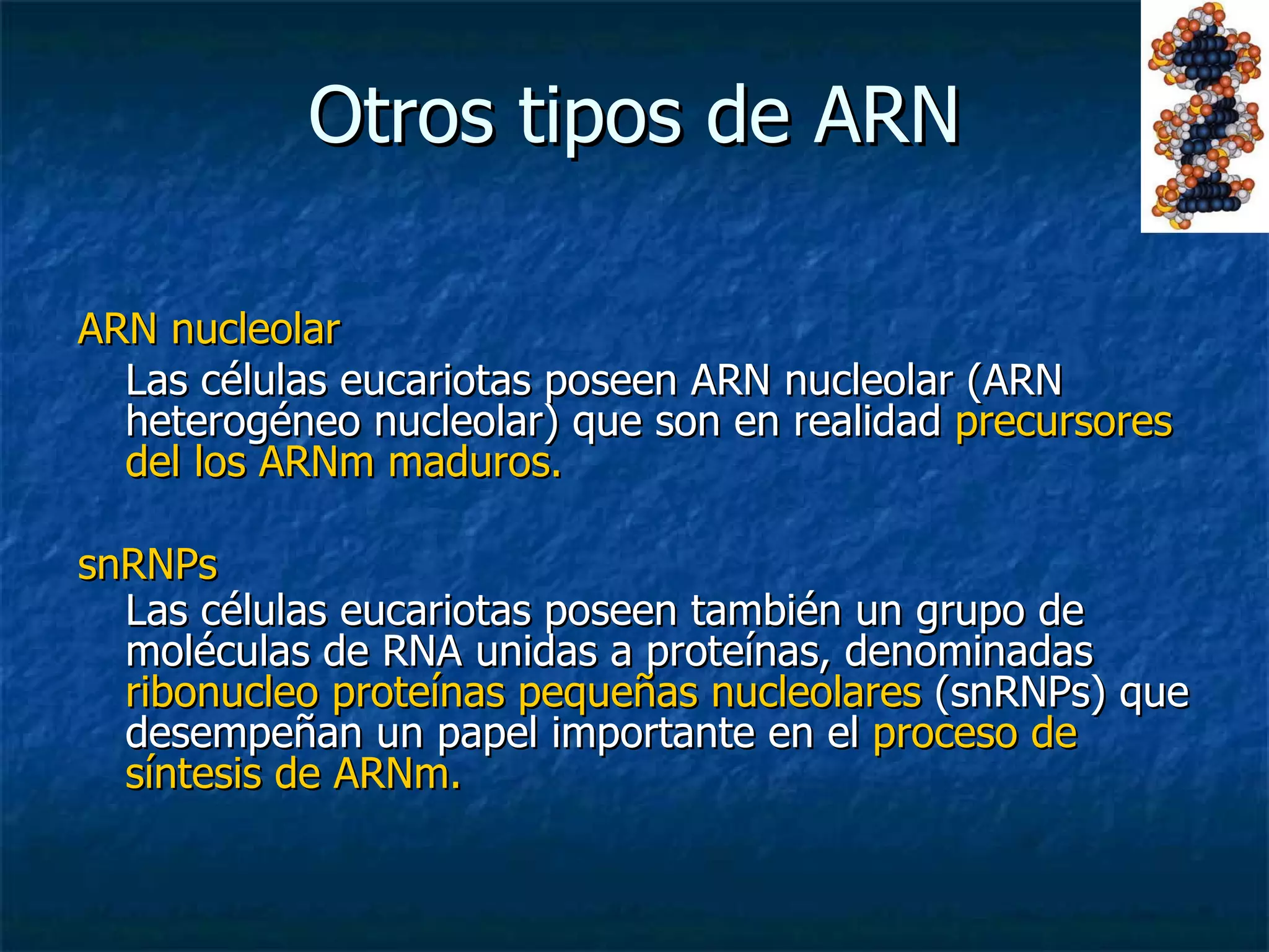 Otros tipos de ARN ARN nucleolar Las células eucariotas poseen ARN nucleolar (ARN heterogéneo nucleolar) que son en realidad  precursores del los ARNm maduros. snRNPs Las células eucariotas poseen también un grupo de moléculas de RNA unidas a proteínas, denominadas  ribonucleo proteínas pequeñas nucleolares  (snRNPs) que desempeñan un papel importante en el  proceso de síntesis de ARNm. 