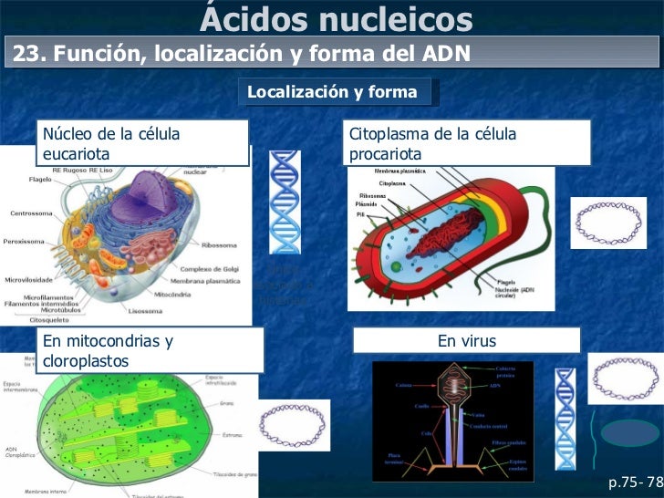 Acidos nucleicos