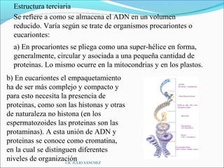 Estructura terciaria
  Se refiere a como se almacena el ADN en un volumen
  reducido. Varía según se trate de organismos procariontes o
  eucariontes:
  a) En procariontes se pliega como una super-hélice en forma,
  generalmente, circular y asociada a una pequeña cantidad de
  proteinas. Lo mismo ocurre en la mitocondrias y en los plastos.
b) En eucariontes el empaquetamiento
ha de ser más complejo y compacto y
para esto necesita la presencia de
proteinas, como son las histonas y otras
de naturaleza no histona (en los
espermatozoides las proteinas son las
protaminas). A esta unión de ADN y
proteinas se conoce como cromatina,
en la cual se distinguen diferentes
niveles de organización SÁNCHEZ
                     CIC JULIO
 