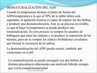 DESNATURALIZACIÓN DEL ADN
Cuando la temperatura alcanza el punto de fusión del
ADN(temperatura a la que el 50% de la doble hélice está
separada), la agitación térmica es capaz de separar las dos hebras
y producir una desnaturalización. Este es un proceso reversible,
ya que al bajar la temperatura se puede producir una
renaturalización. En este proceso se rompen los puentes de
hidrógeno que unen las cadenas y se produce la separación de las
mismas, pero no se rompen los enlaces fosfodiester covalentes
que forman la secuencia de la cadena.
La desnaturalización del ADN puede ocurrir, también, por
variaciones en el pH.

 La renaturalización se puede conseguir con dos hebras de
 distinta procedencia obteniendo una molécula híbrida siempre
 que exista complementariedad
                CIC JULIO SÁNCHEZ
 