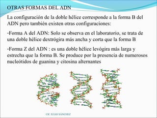 OTRAS FORMAS DEL ADN
La configuración de la doble hélice corresponde a la forma B del
ADN pero también existen otras configuraciones:
-Forma A del ADN: Solo se observa en el laboratorio, se trata de
una doble hélice dextrógira más ancha y corta que la forma B
-Forma Z del ADN : es una doble hélice levógira más larga y
estrecha que la forma B. Se produce por la presencia de numerosos
nucleótidos de guanina y citosina alternantes




                  CIC JULIO SÁNCHEZ
 